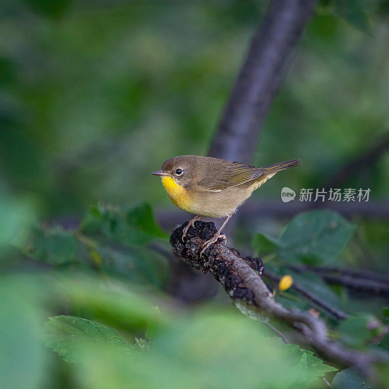 常见黄喉雌性，Mascarita Común， (Geothlypis trichas)，雌性蒙面莺。